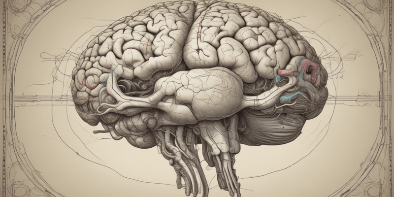 Brain Anatomy: Cingulate Gyrus and Corpus Callosum