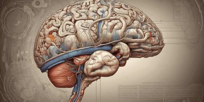 Neuroanatomy: Rubrospinal, Vestibulospinal Tracts & Cerebellum