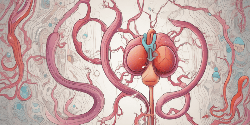 Kidney Functions and Homeostasis