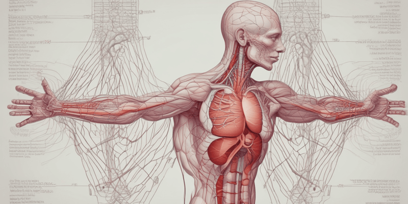 L29. Heart anatomy