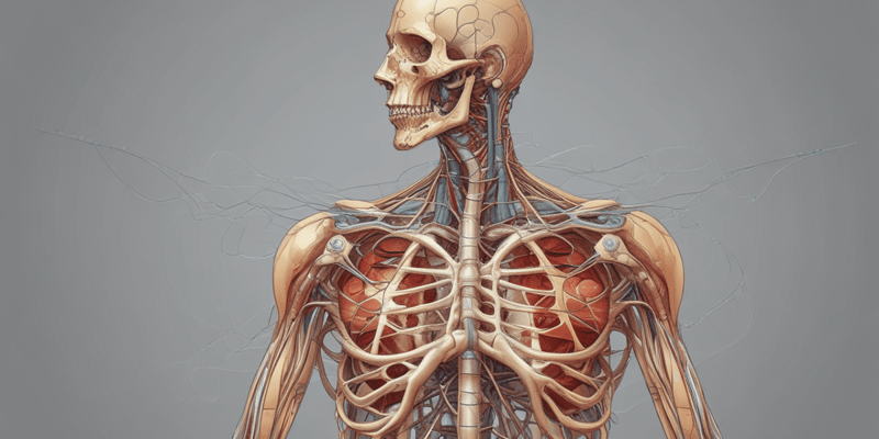 Anatomy of Thoracic Nerves and Arteries