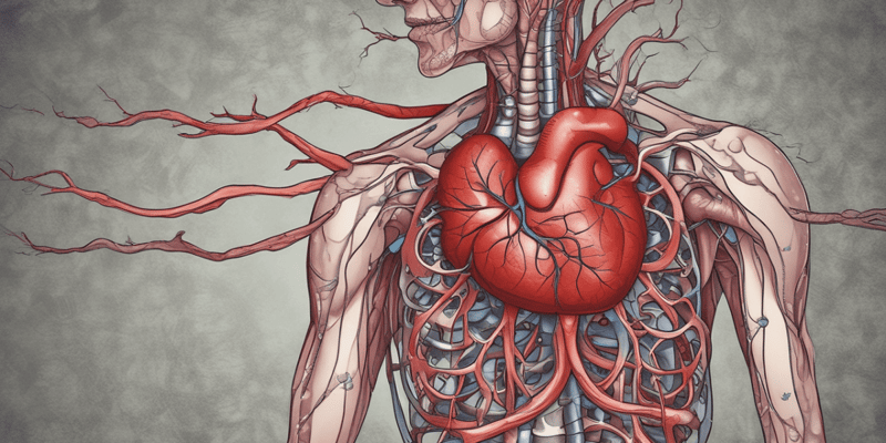 Biology Chapter 20: Blood Vessels and Circulation - medium