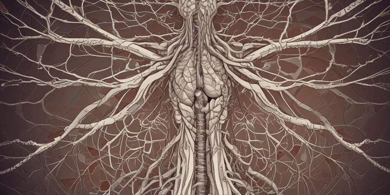 Autonomic Nervous System Overview