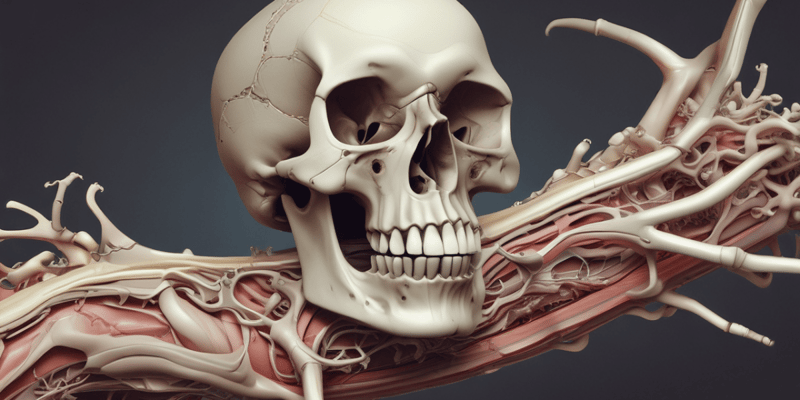 Alveolar Bone Anatomy