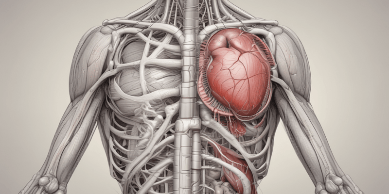 Cardiac Muscle Structure