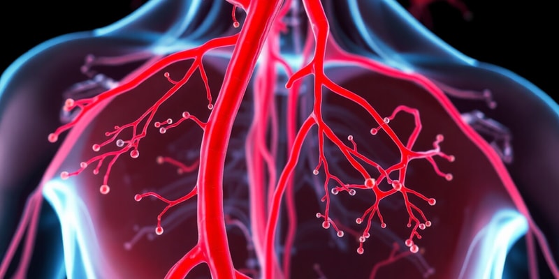 Circulatory System: Arteries and Capillaries