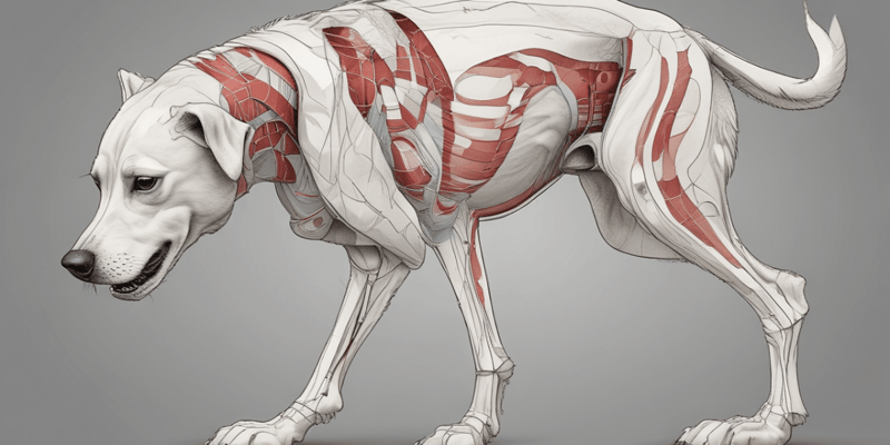 Anatomía Canina: Articulación Femorotibiopatelar
