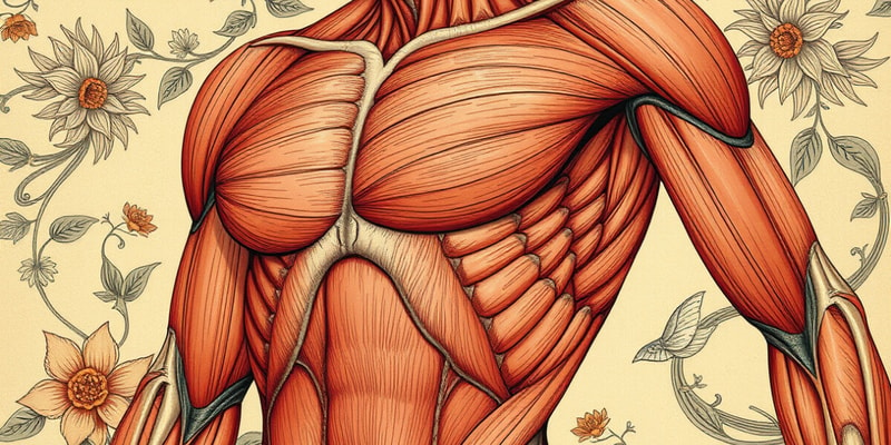 Sistema Muscular: Estructura y Tipos