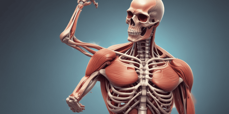 Skeletal Muscle Contraction - Biology II