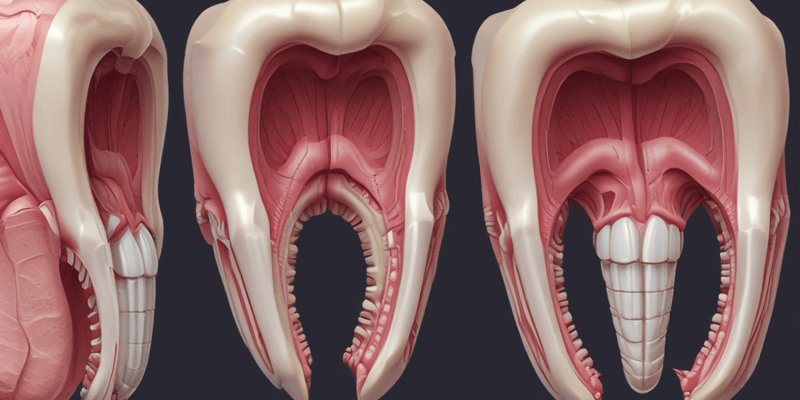 Tooth Development (Odontogenesis)