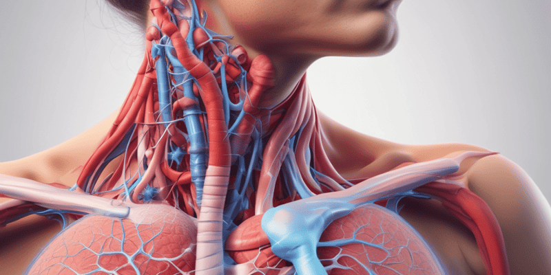 Respiratory System Anatomy Quiz
