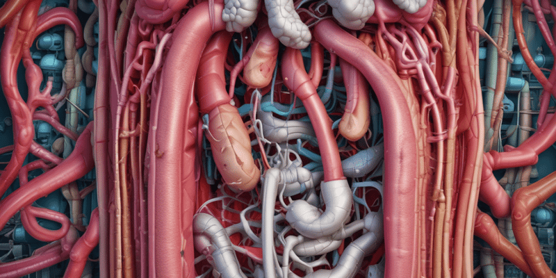 Digestive System Anatomy Overview
