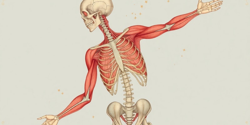 Muscle Interactions and Classification