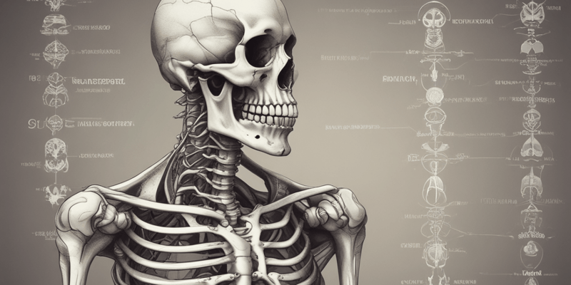 Anatomy of Tibia Bone