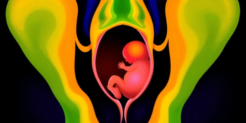 Embryology: Ectodermal Placodes and Development