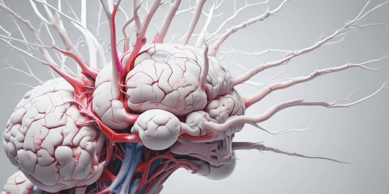 Central Nervous System Anatomy Quiz