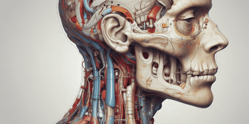 Clinical Anatomy of the Head Part 1
