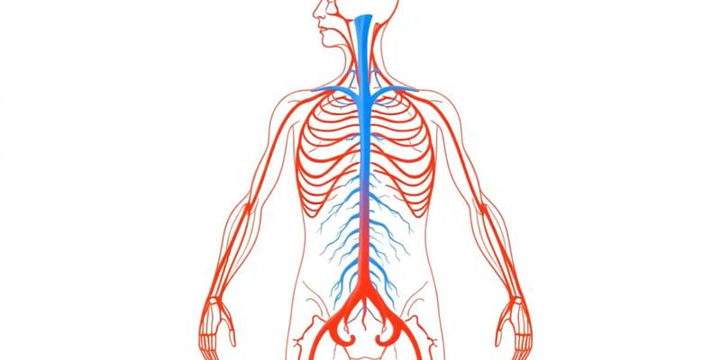 Autonomic Nervous System Overview