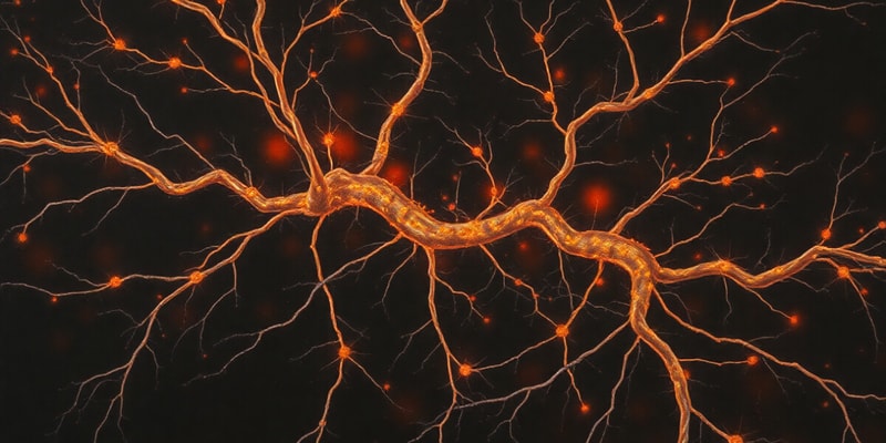 Synapses and Neuronal Integration