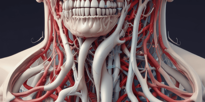 Bone Vascular Supply and Bone Loss