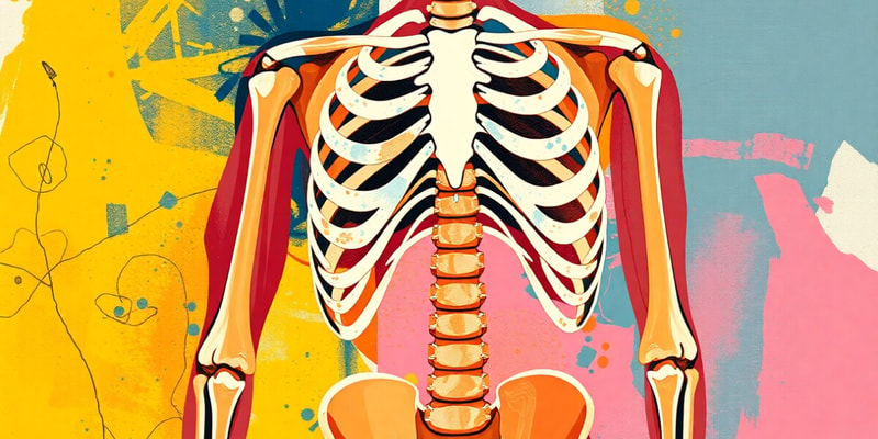 Musculoskeletal System Overview