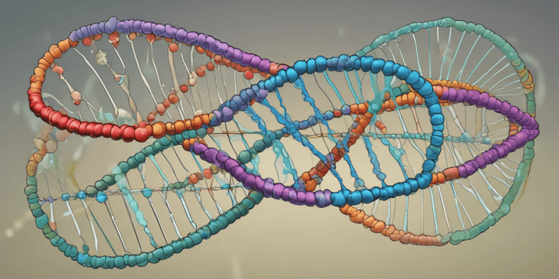 DNA Replication Process