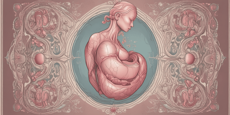 Human Anatomy: Uterus and Fetus