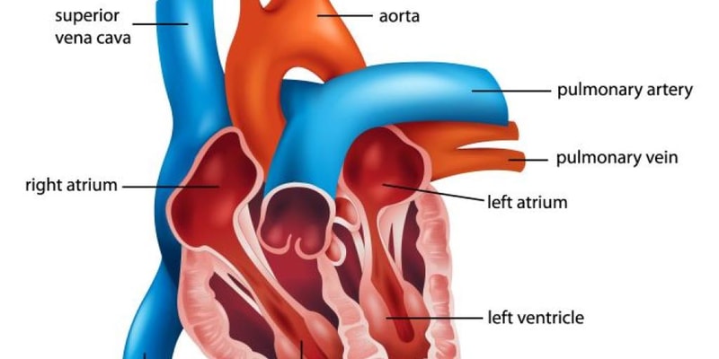 Anatomía del Corazón. Quiz 1