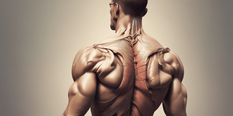 Anatomy of Back, Shoulder and Neck Muscles Quiz