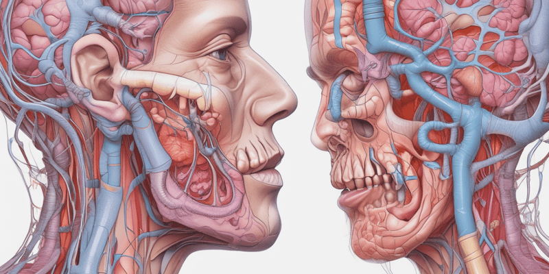 Respiratory Anatomy A.3