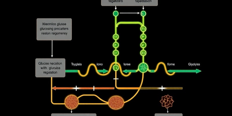 Glucose Metabolism Overview and Regulation