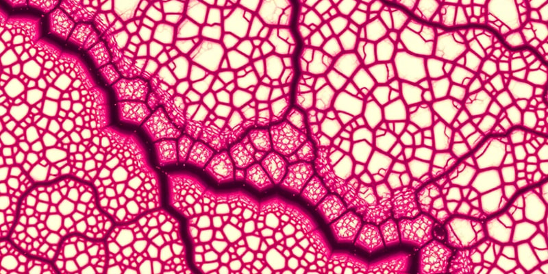 Types of Connective Tissue