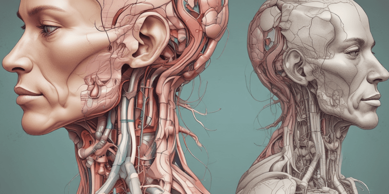 Anatomy of the Parotid Gland