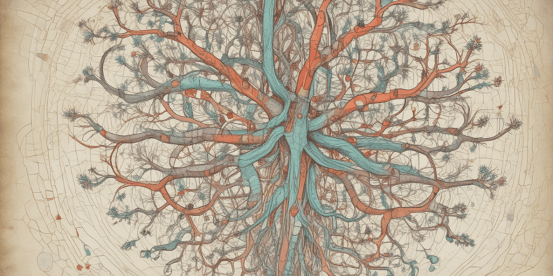 Central Nervous System Stimulants Quiz