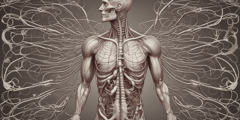 The Respiratory Tract