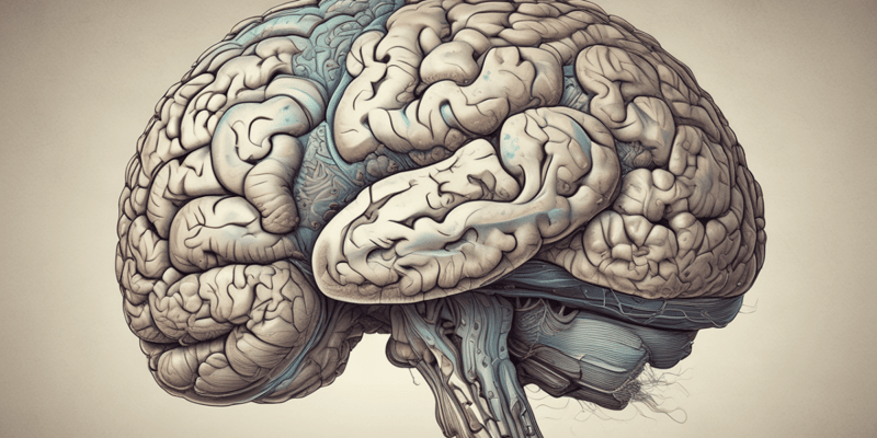 Neuroanatomy: Cerebrum Structure