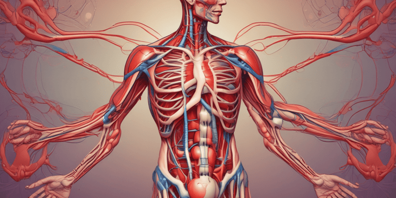Human Body and Blood Flow Quiz