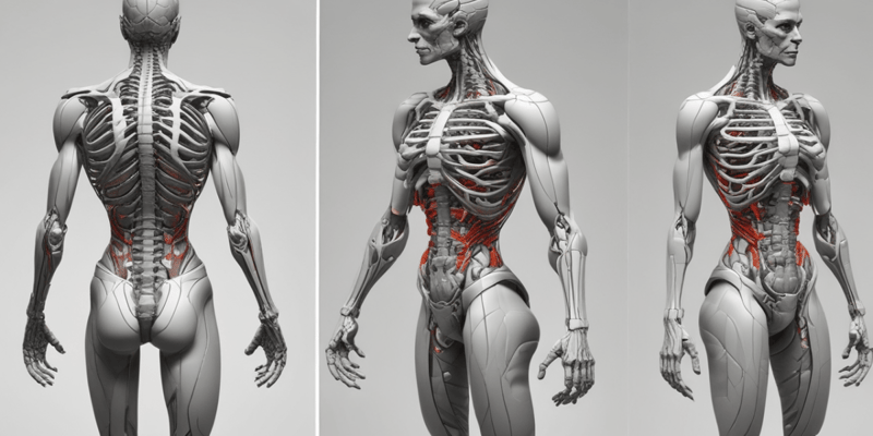 Anatomia Umana - Postura e Baricentro