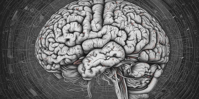 Anatomía del Cerebro: Lóbulos Craneales
