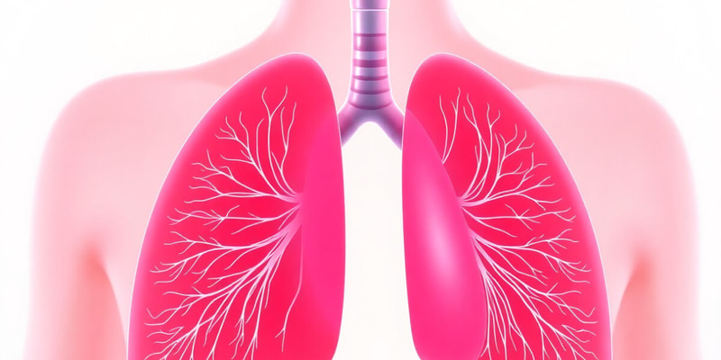 Respiratory System Functions and Lung Capacities