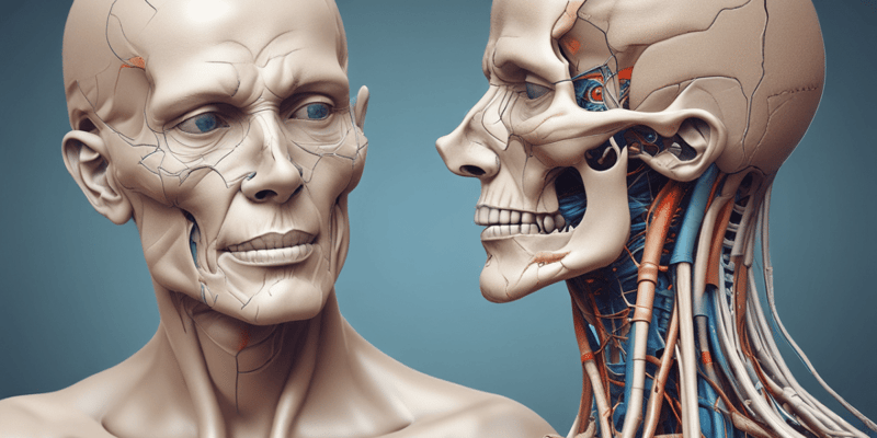 Nervio mandibular: características anatómicas y funciones