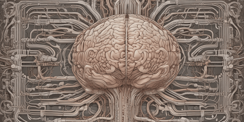 Meninges and Their Functions