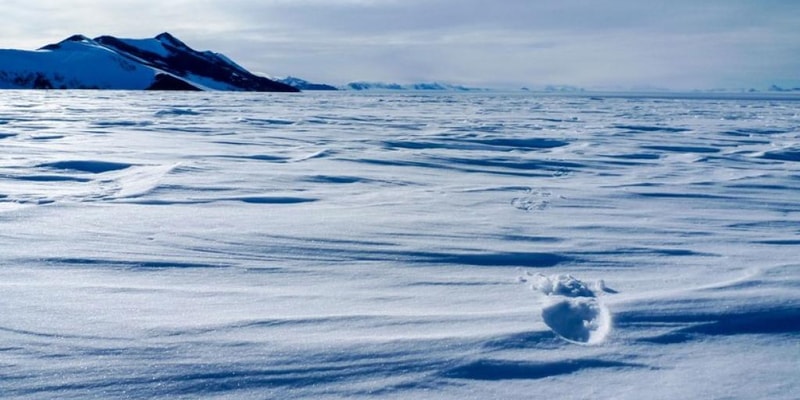 Живой мир арктических островов