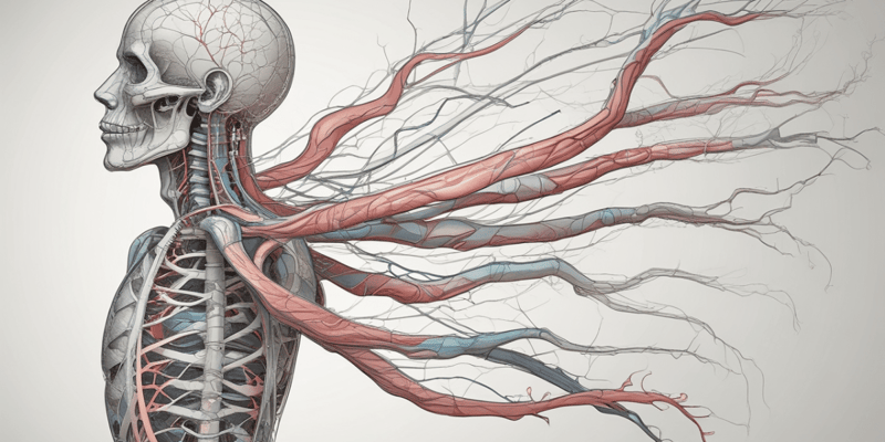 Structure of the Nervous System