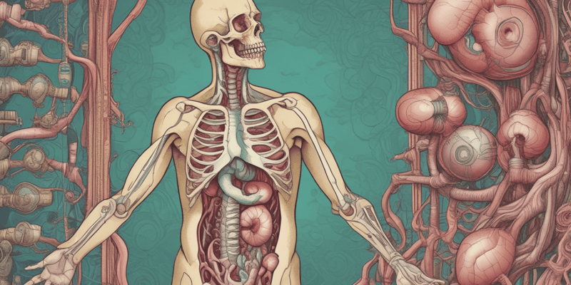 Digestive System Overview