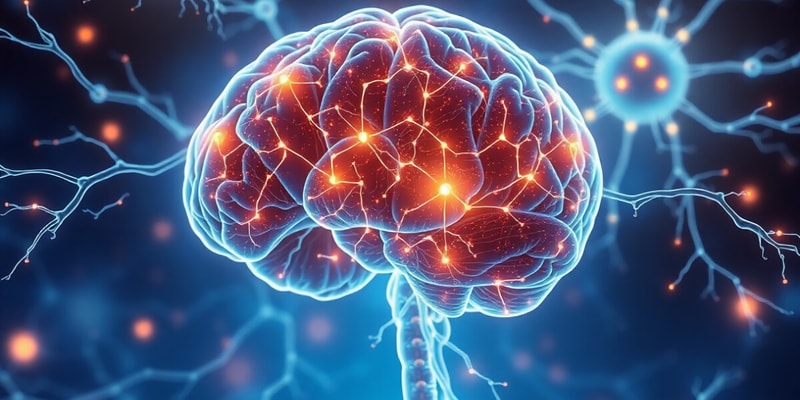 Nervous System Overview and Divisions