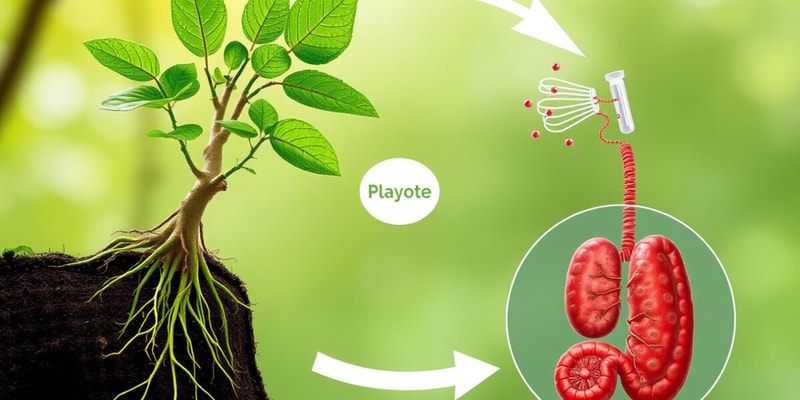 Carbon Cycle Overview