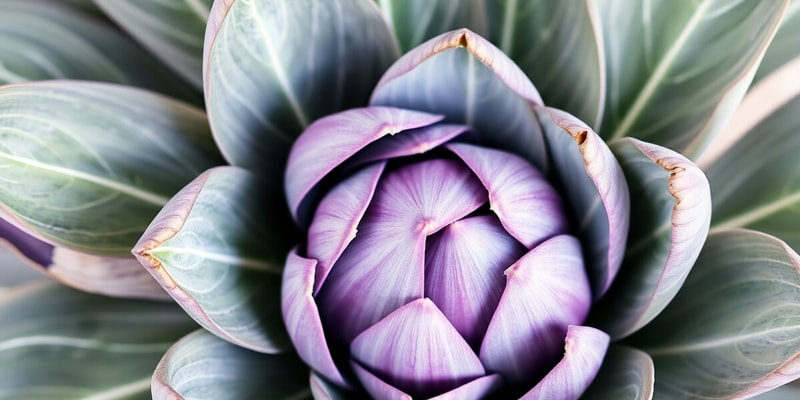 Artichoke Leaves and Their Uses