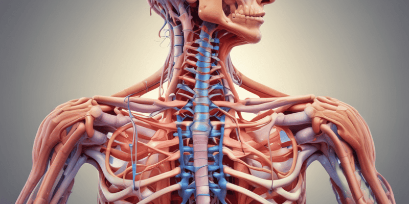 Common Neuro-Musculoskeletal Conditions of the Thoracic Spine