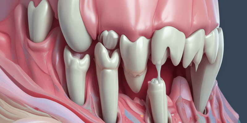 Tooth Dentin Formation Quiz